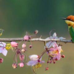 Кухонный фартук Фауна 015 МДФ матовый (3000) Fauna в Краснокамске - krasnokamsk.mebel24.online | фото