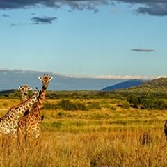 Кухонный фартук Фауна 061 МДФ матовый (3000) Fauna в Краснокамске - krasnokamsk.mebel24.online | фото